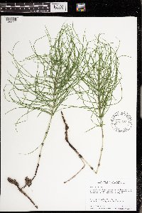 Equisetum arvense image