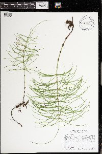 Equisetum arvense image