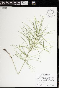 Equisetum arvense image