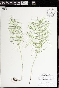 Equisetum pratense image