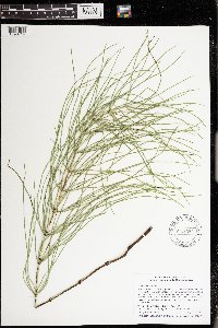 Equisetum arvense image