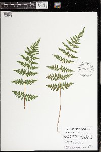 Cystopteris tennesseensis image