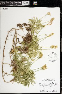 Diphasiastrum digitatum image