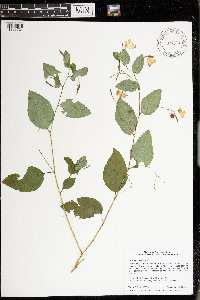 Impatiens pallida image