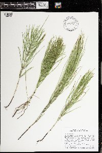 Equisetum arvense image