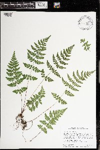 Cystopteris tenuis image