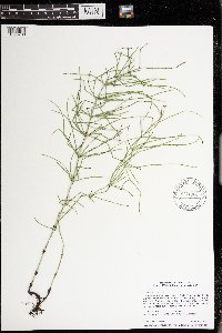 Equisetum arvense image