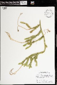 thumbnail image of current specimen