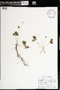 Coptis trifolia image