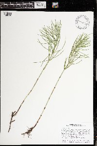 Equisetum arvense image