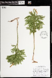 Dendrolycopodium dendroideum image
