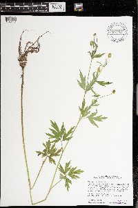 Ranunculus pensylvanicus image