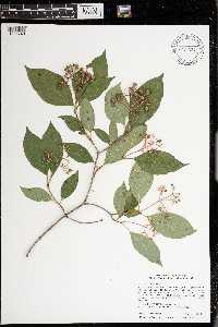 Cornus racemosa image