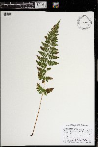 Cystopteris tennesseensis image