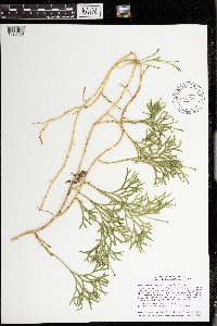 Diphasiastrum digitatum image