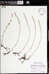 Equisetum pratense image