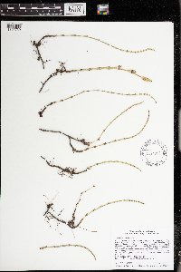 Equisetum pratense image