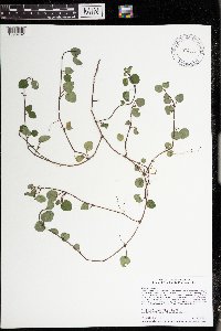 Mitchella repens image