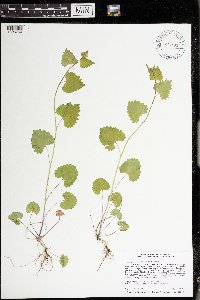 Alliaria petiolata image