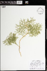 Diphasiastrum digitatum image