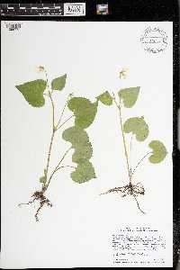 Viola pubescens image