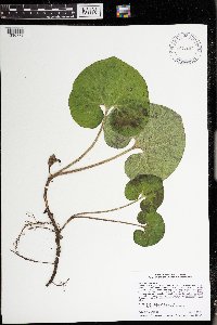 Asarum canadense image