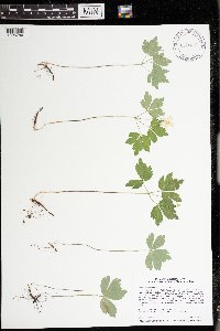 Media resource of Anemone quinquefolia