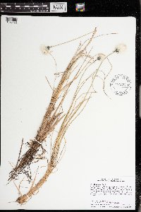 Thumbnail image of current specimen