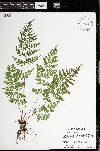 Cystopteris tenuis image