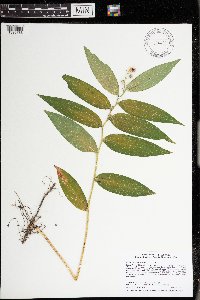 Maianthemum stellatum image