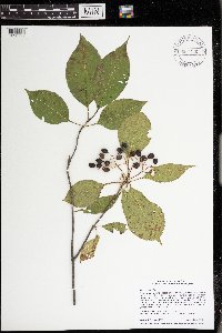 Viburnum lentago image