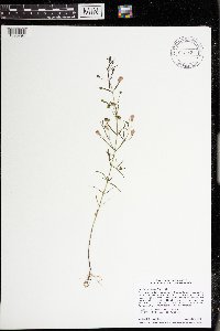 Agalinis tenuifolia image