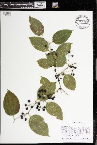 Smilax tamnoides image