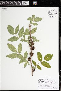 Zanthoxylum americanum image
