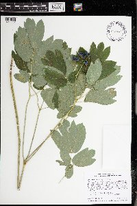 Caulophyllum thalictroides image