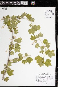 Ribes missouriense image