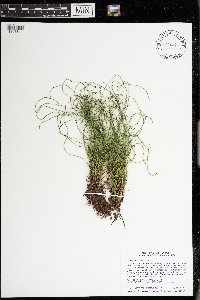 Equisetum scirpoides image