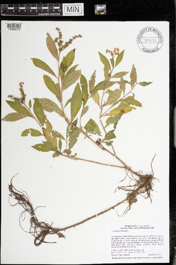 Penthorum sedoides image