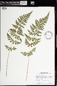 Cystopteris tenuis image