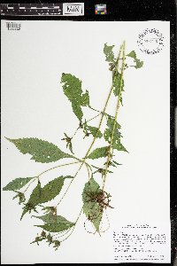 Bidens tripartita image