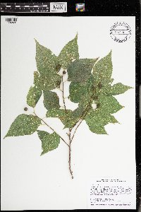 Celtis occidentalis image