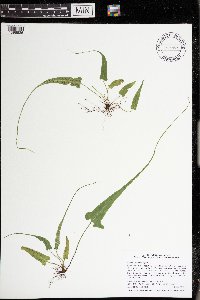 Asplenium rhizophyllum image