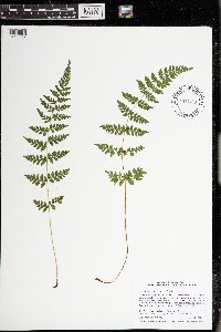 Cystopteris tennesseensis image