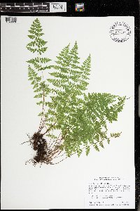 Cystopteris tenuis image