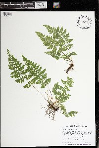 Cystopteris tenuis image