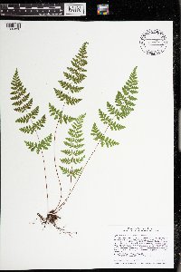 Cystopteris laurentiana image