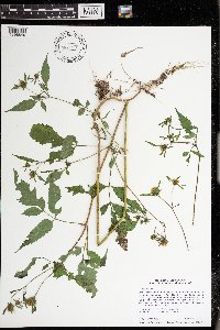 Bidens frondosa image