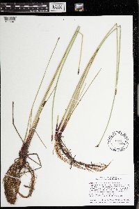 Eleocharis palustris image