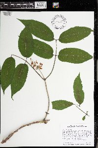 Sambucus racemosa image