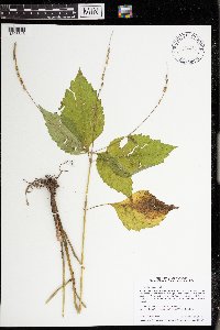 Phryma leptostachya image